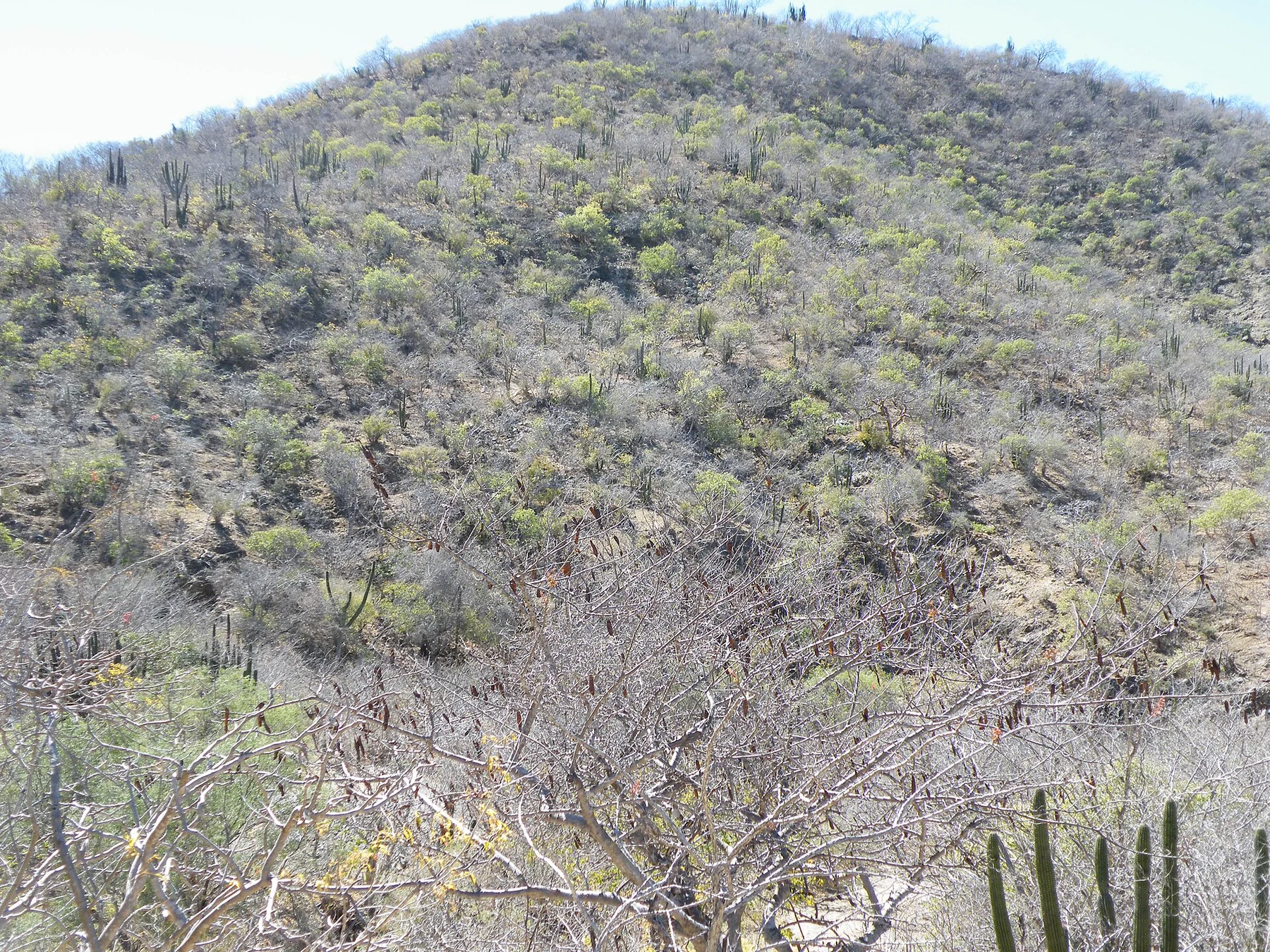 Sierra de la Laguna - view 9