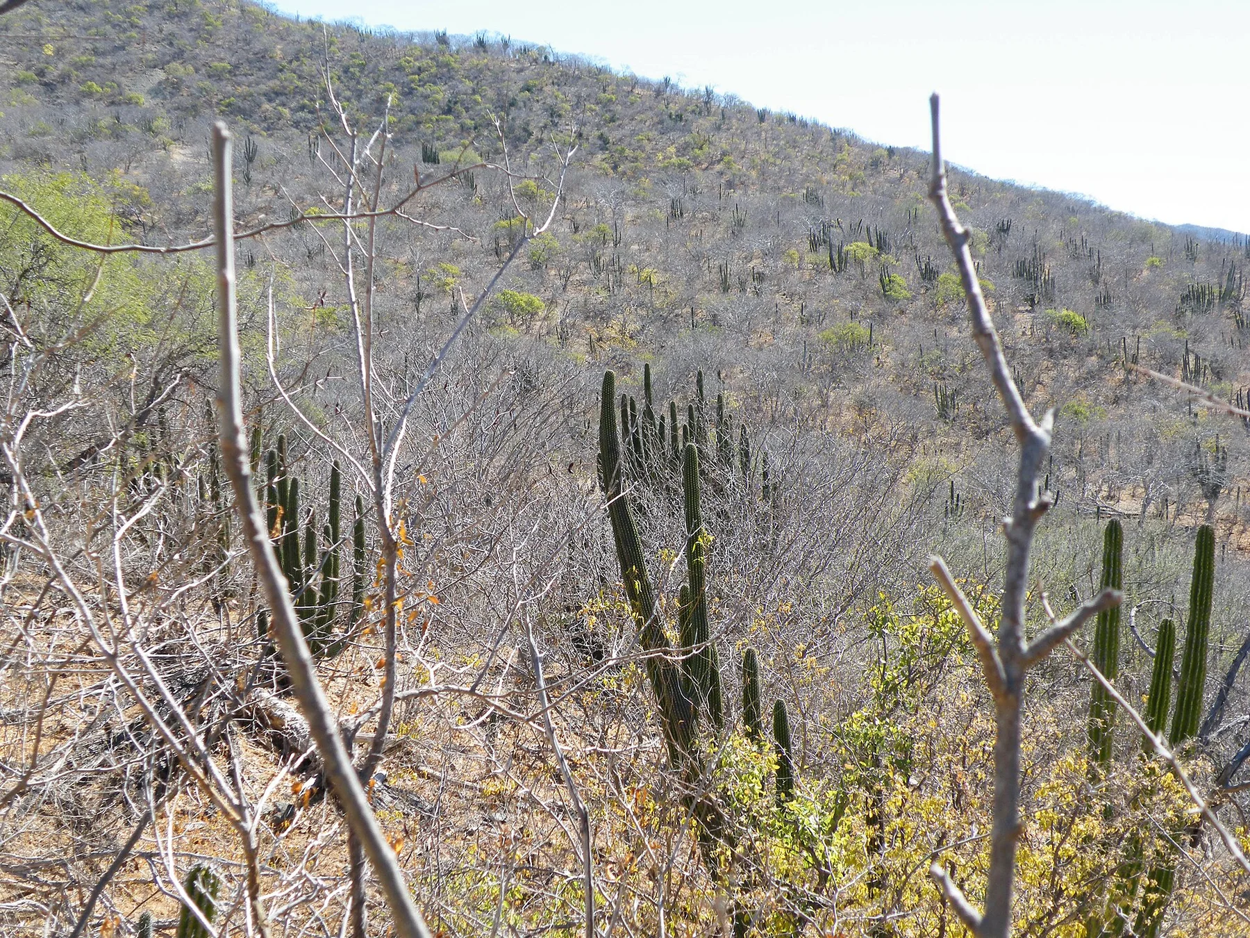 Sierra de la Laguna - view 10