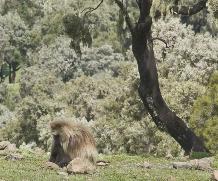 Gelada Baboon (2447515827)