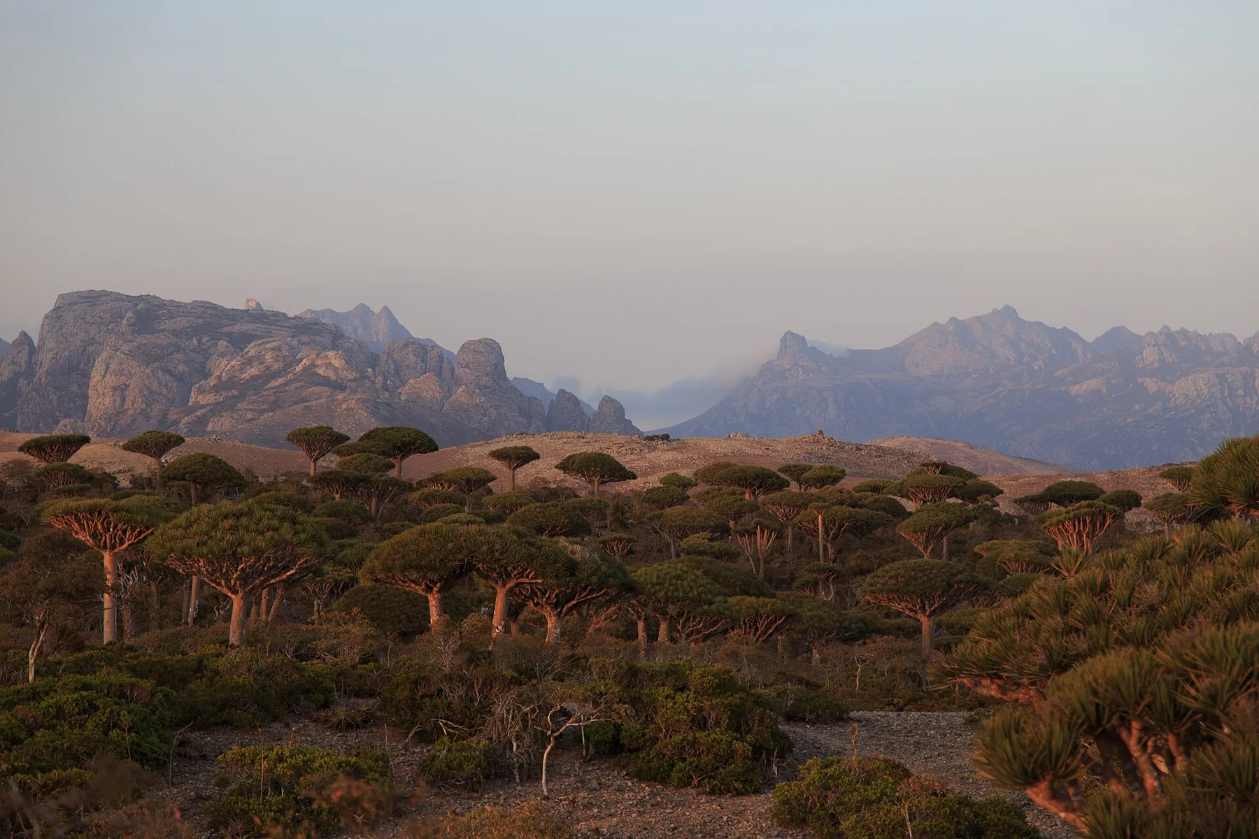 Centennial Dragon blood trees at dawn on Firmhin Plateau, Socotra, Yemen (16678684240)