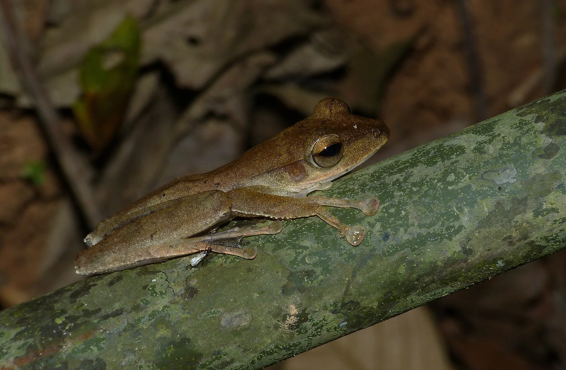 Taman Negara — view 4
