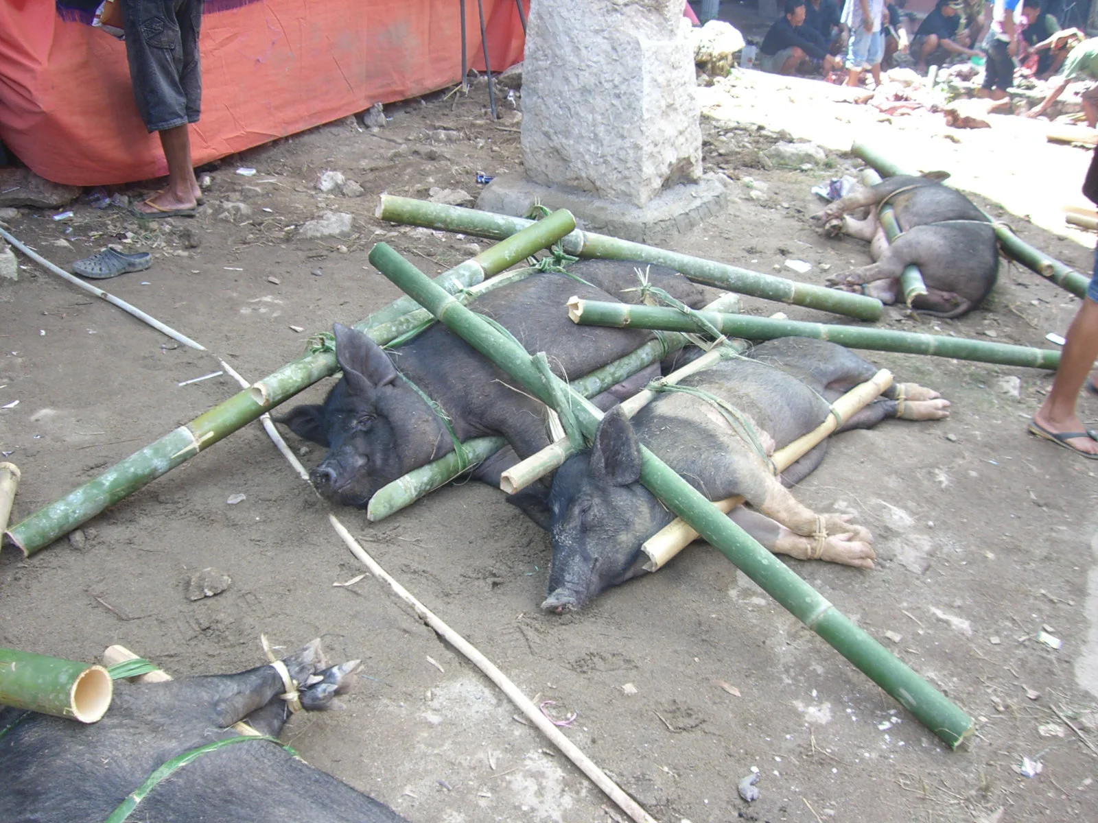 Tana Toraja - vedere 8