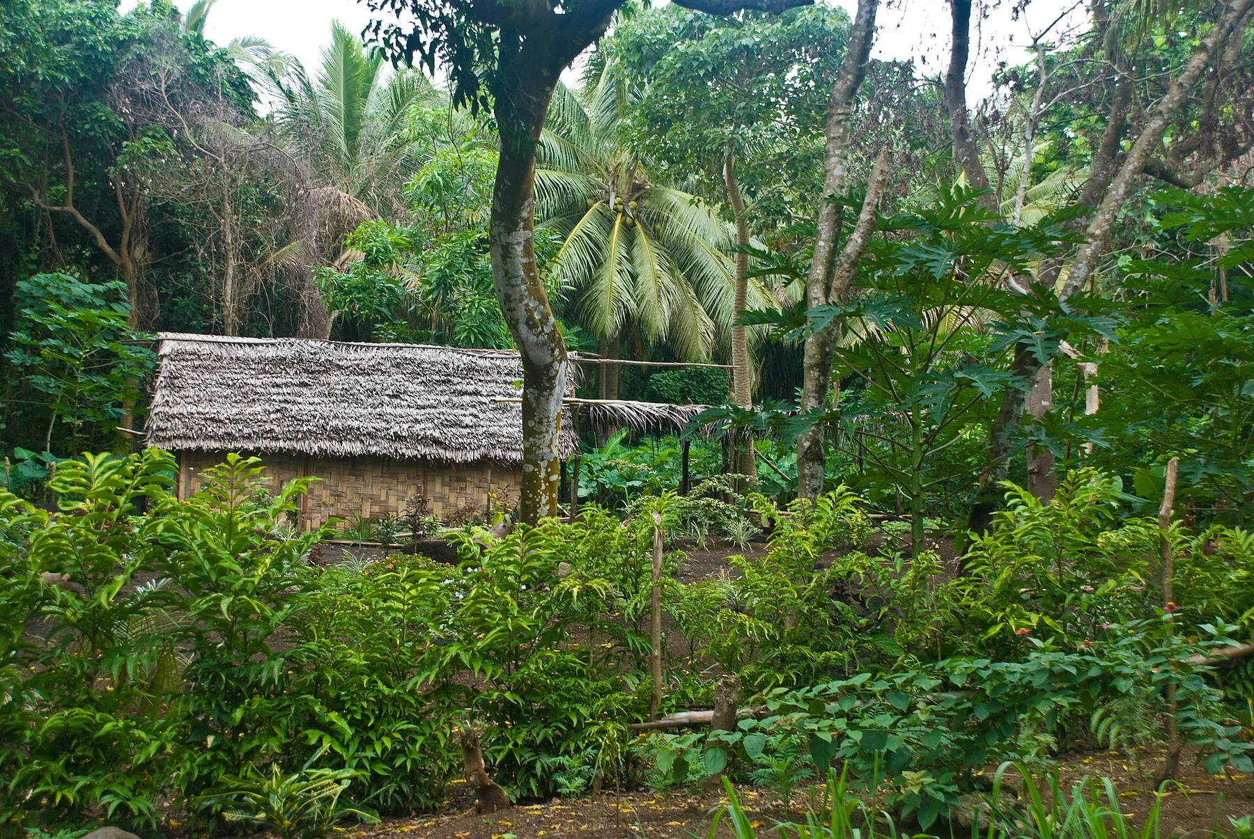 Tanna — view 6