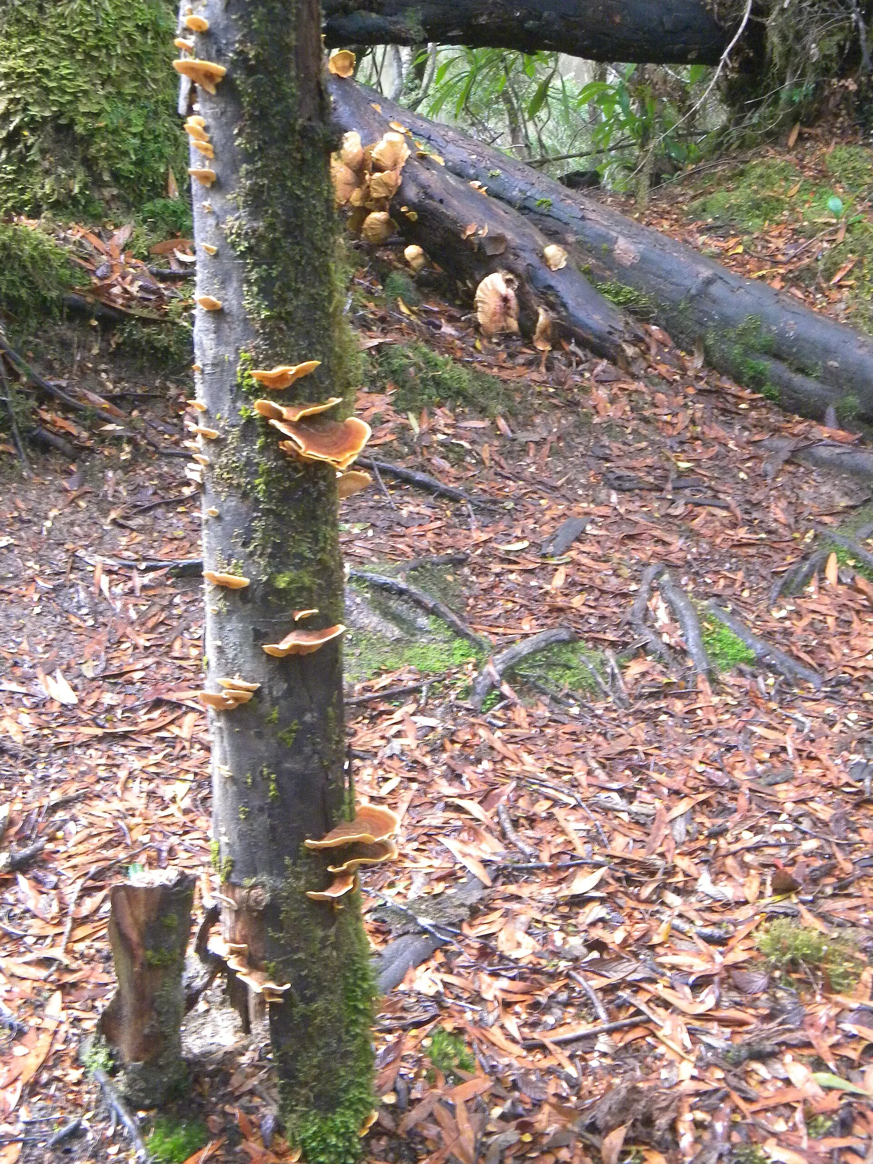 Tarkine - view 10