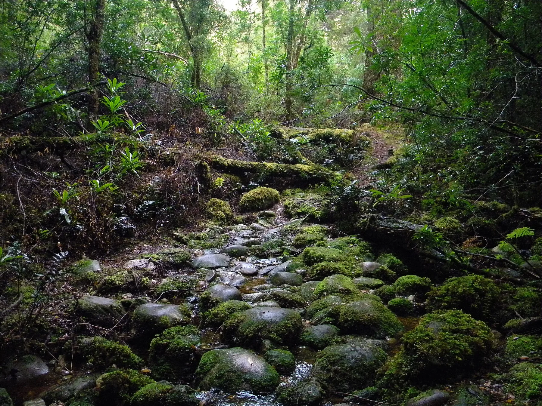 Tarkine - view 12