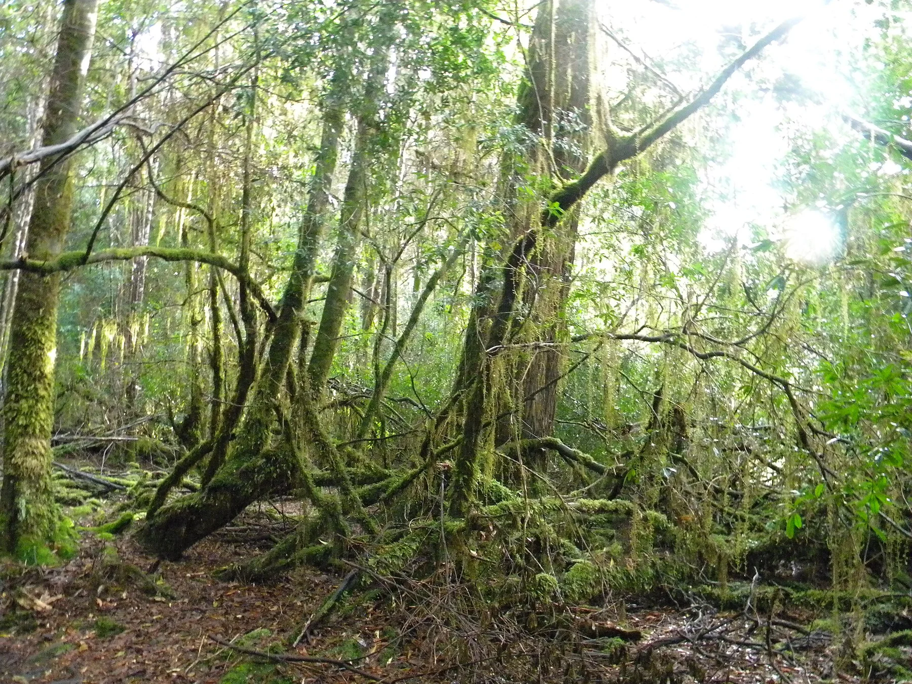 Tarkine - view 13