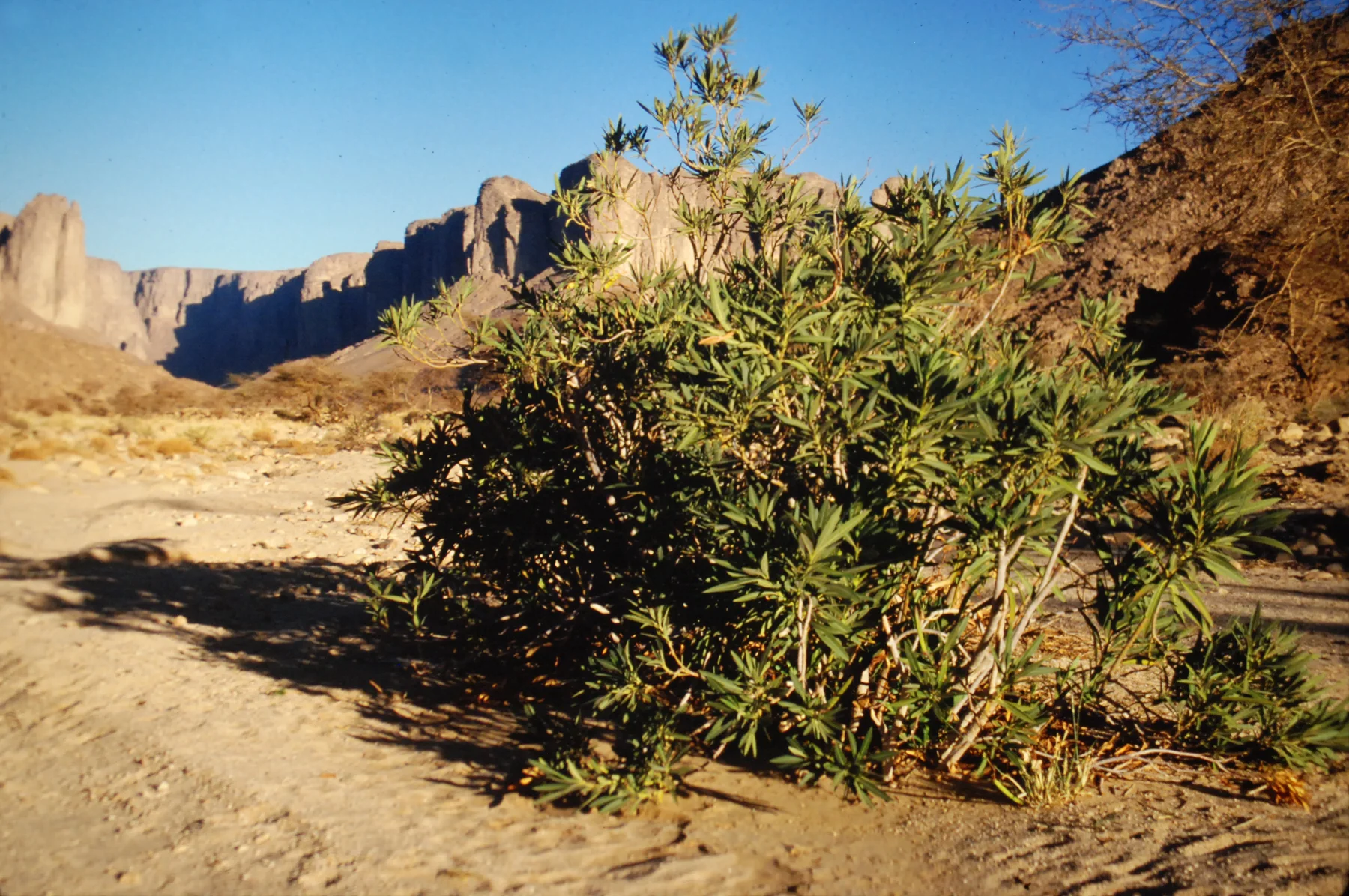 Tassili n'Ajjer - view 8