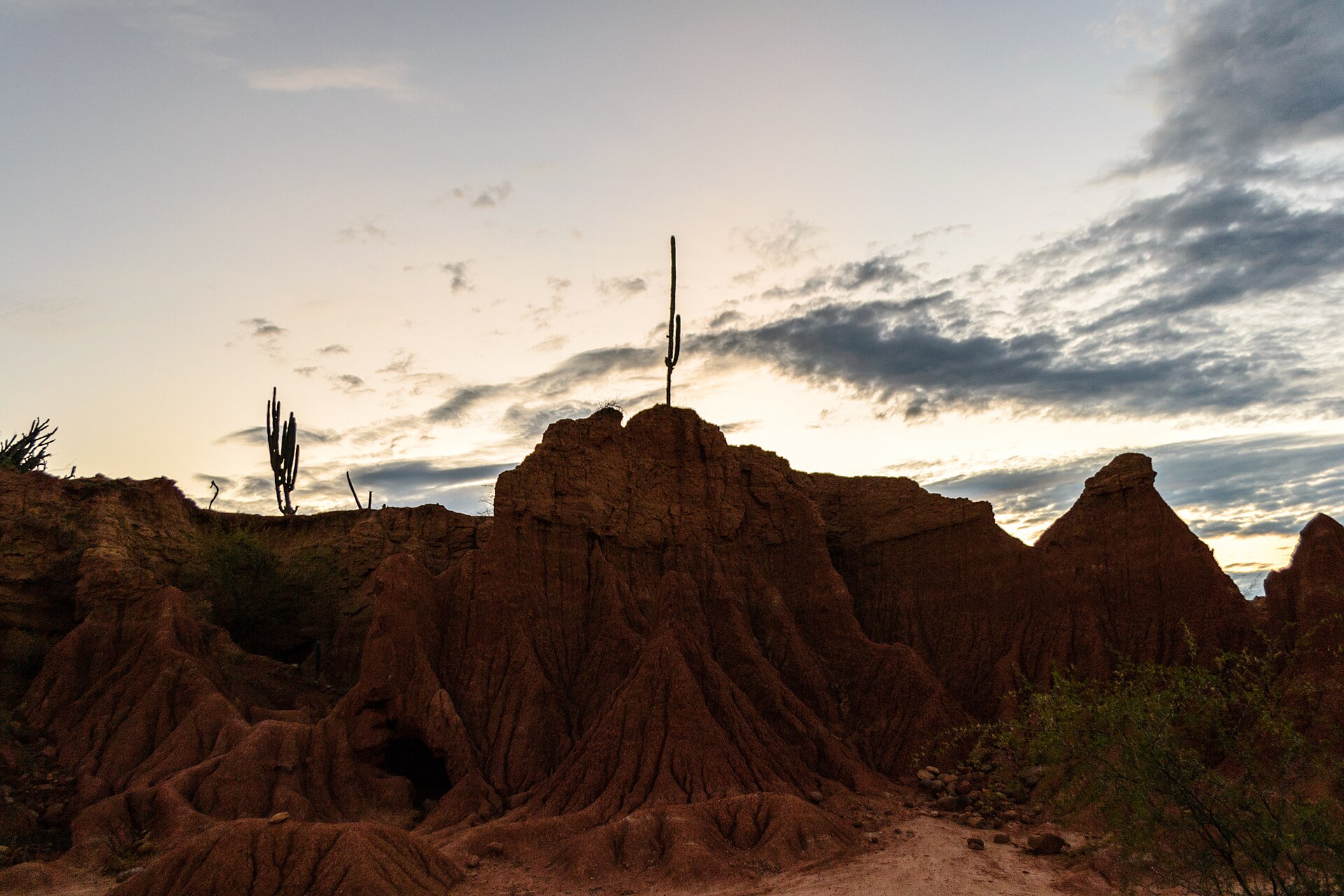 Cactus de La Tatacoa
