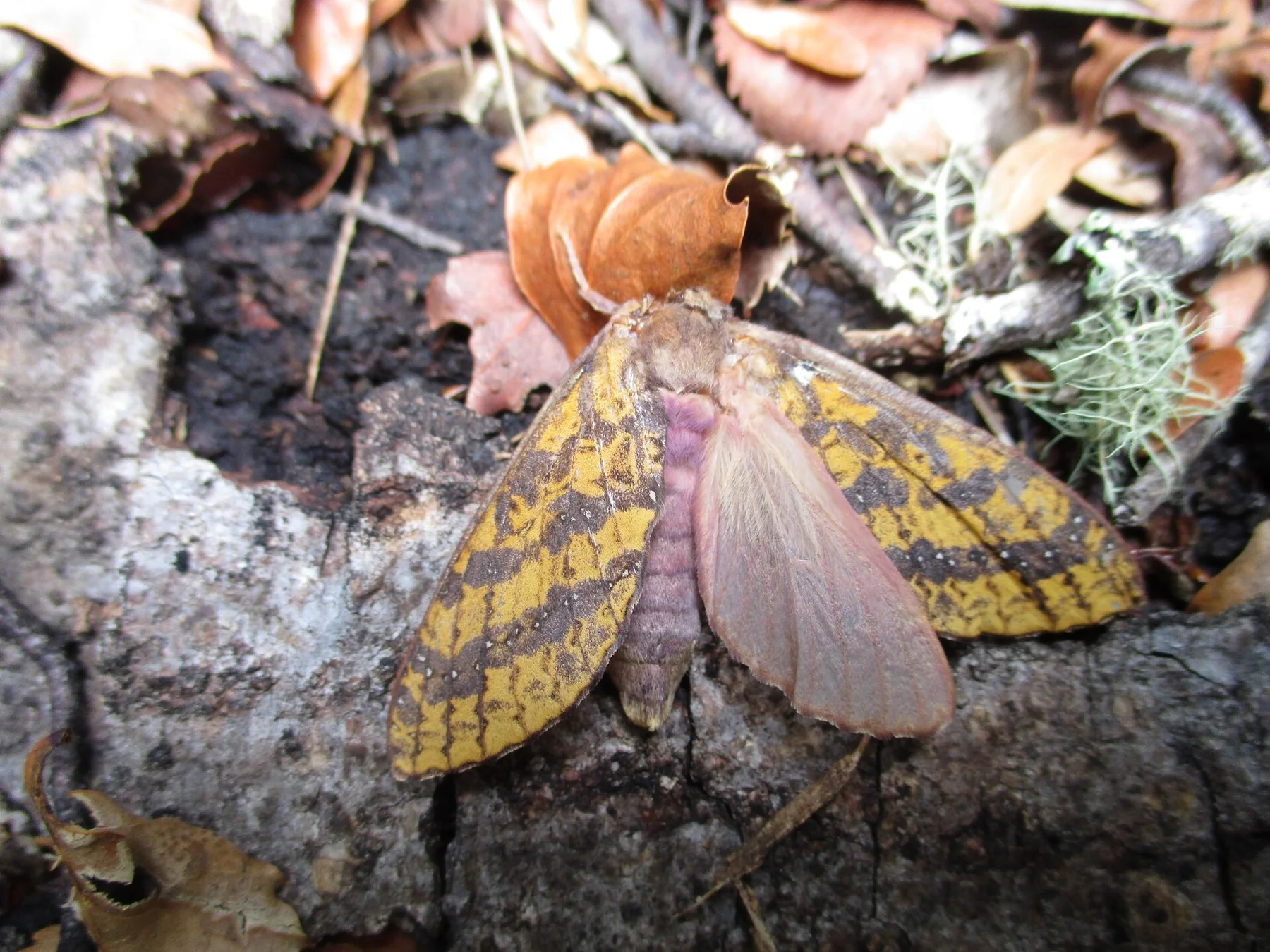Dumbletonius unimaculatus 2941517
