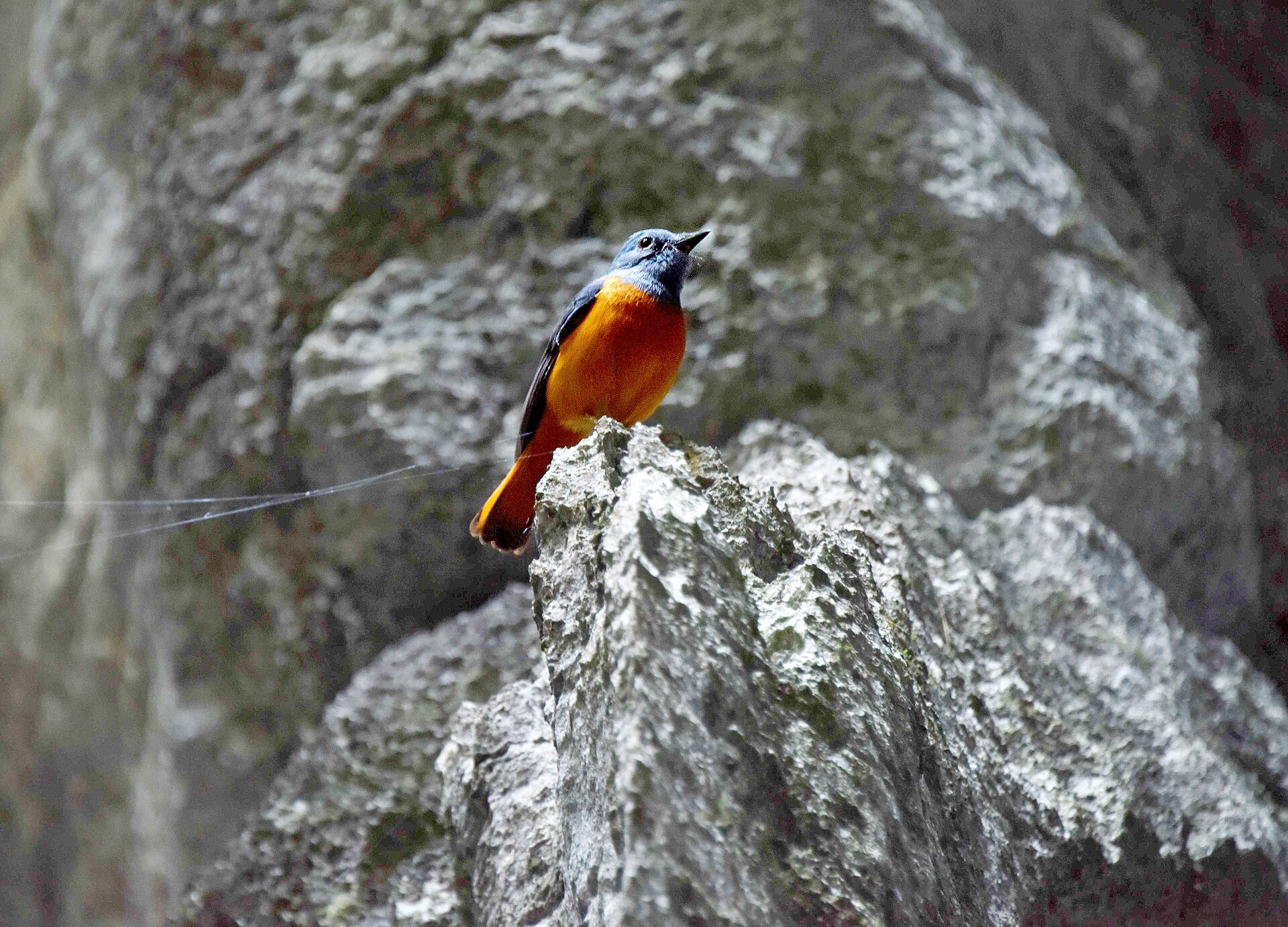 Forest Rock Thrush, Tsingy de Bemaraha, Madagascar (27612642381)