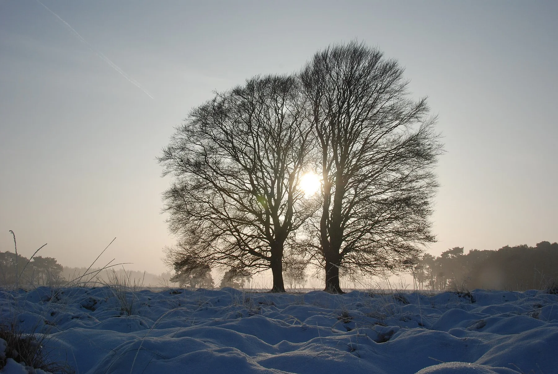 Solitairy beechtrees with sunset, taken at the opposite side of the other photos from this special tree, in snow - panoramio