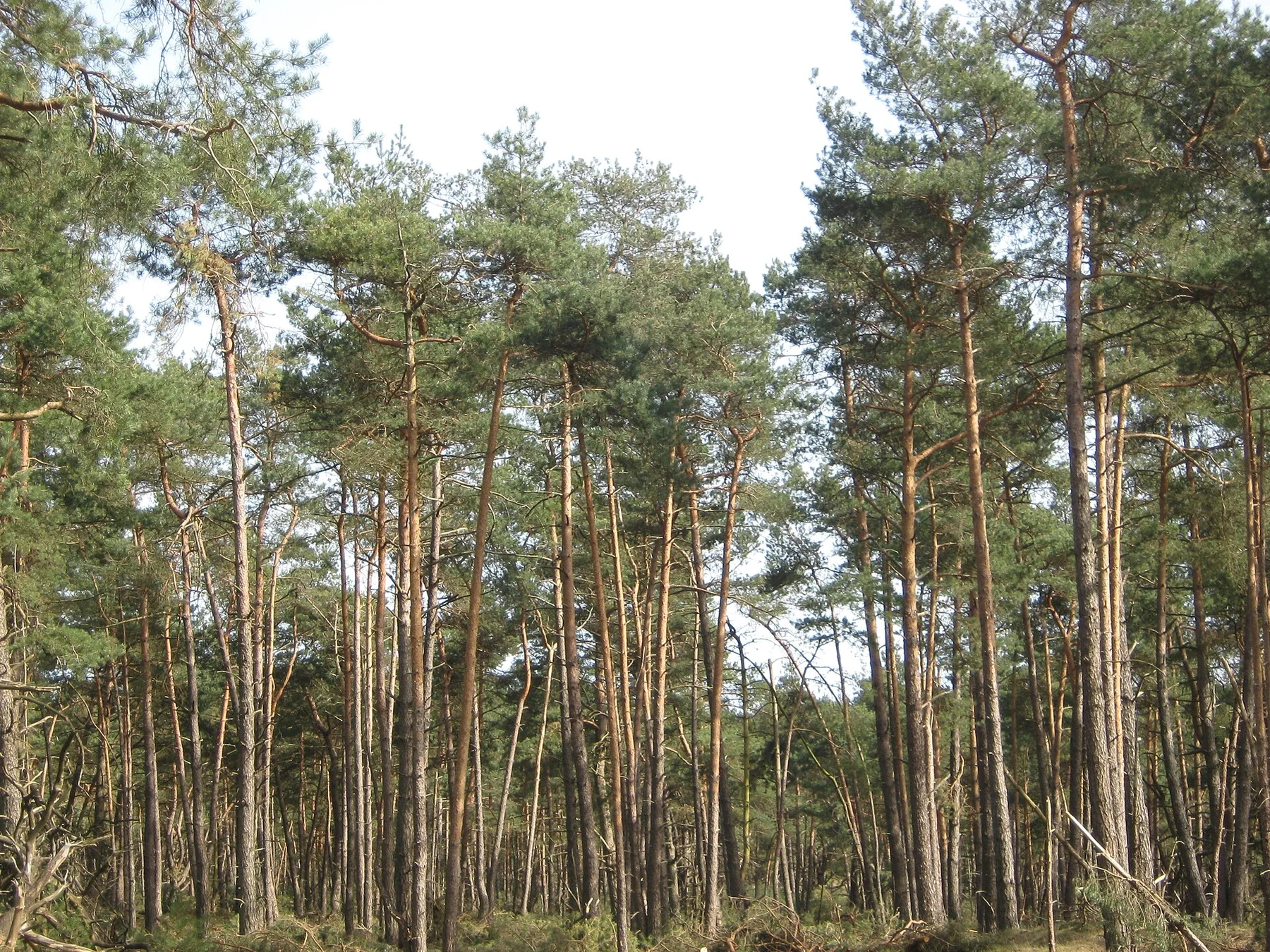 Hoge Veluwe - view 12