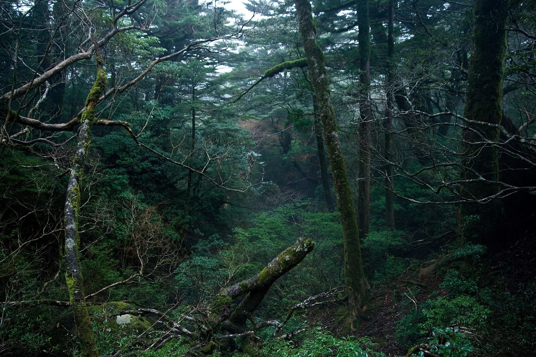 Forest in Yakushima 45